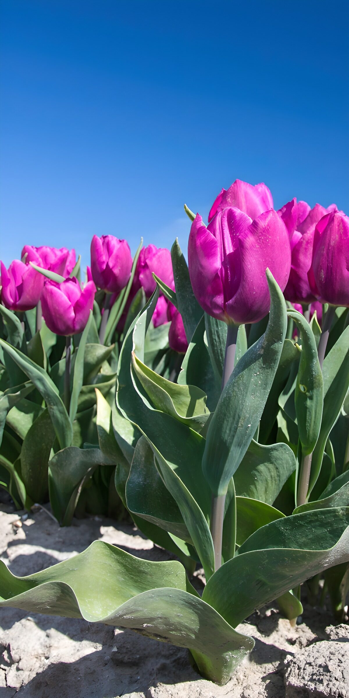 TPFR36267: : Tulipes violettes sous un ciel bleu