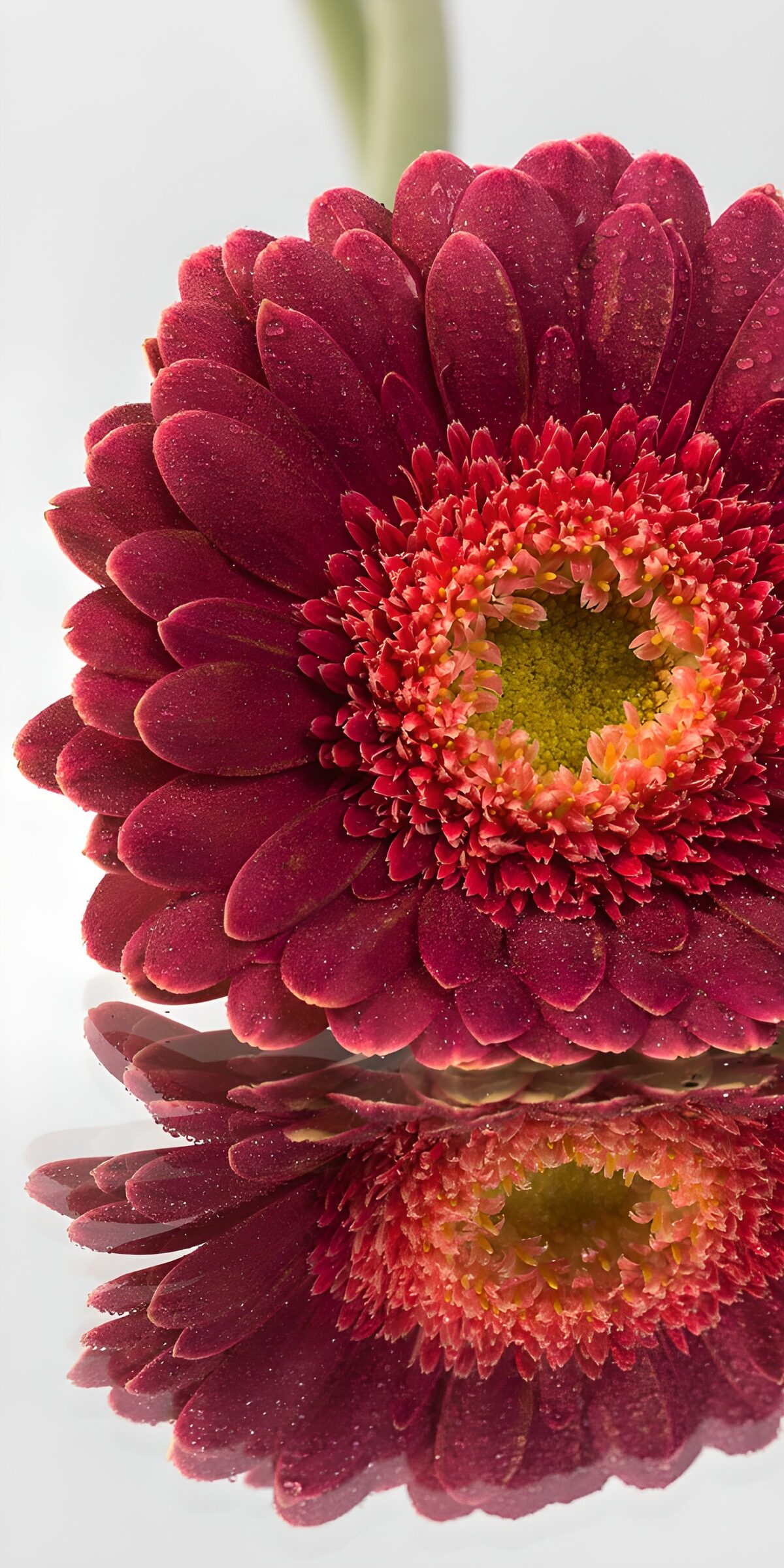 TPFR73760: Fleur rouge avec réflection