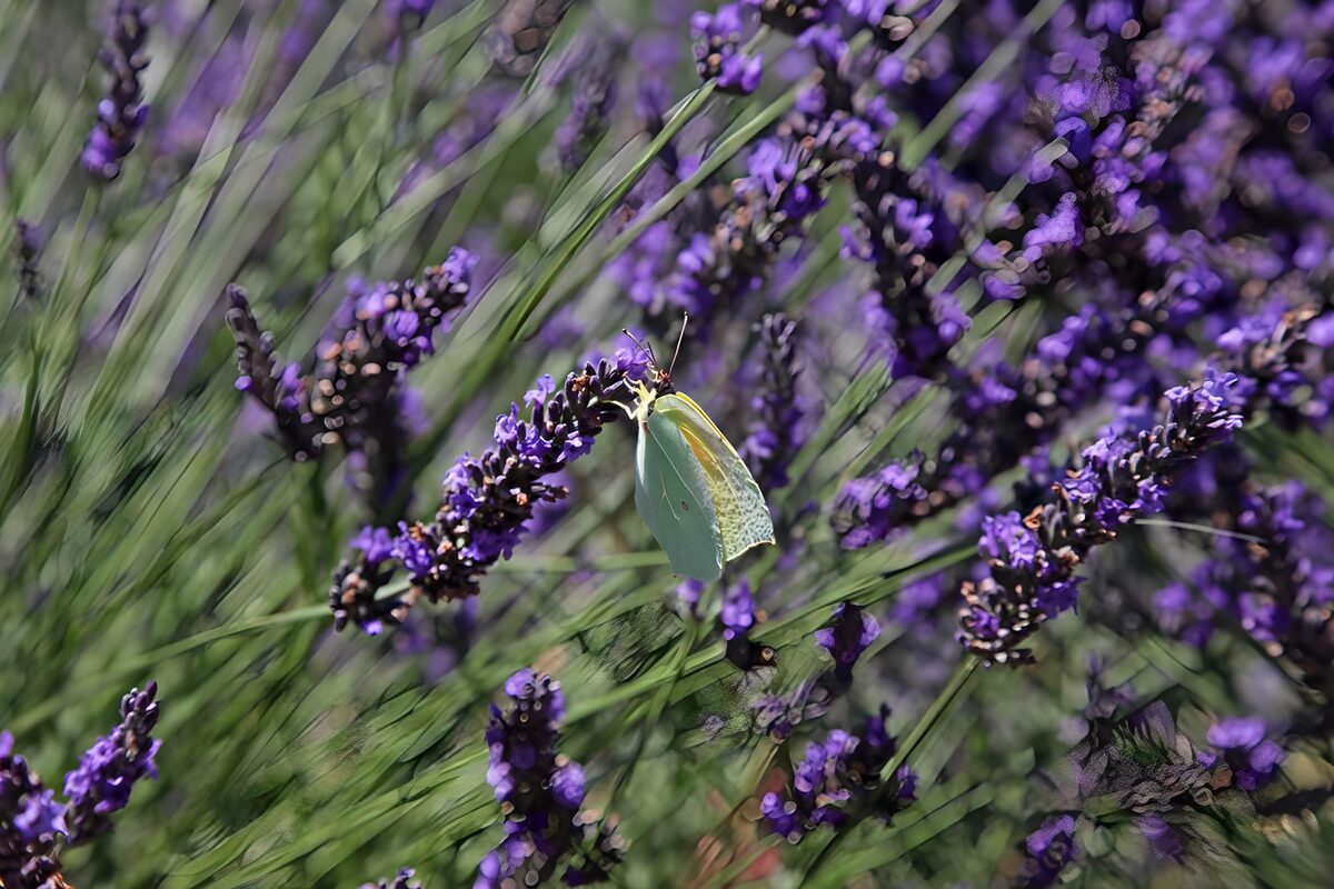 TPFR61279: Papillon sur lavande