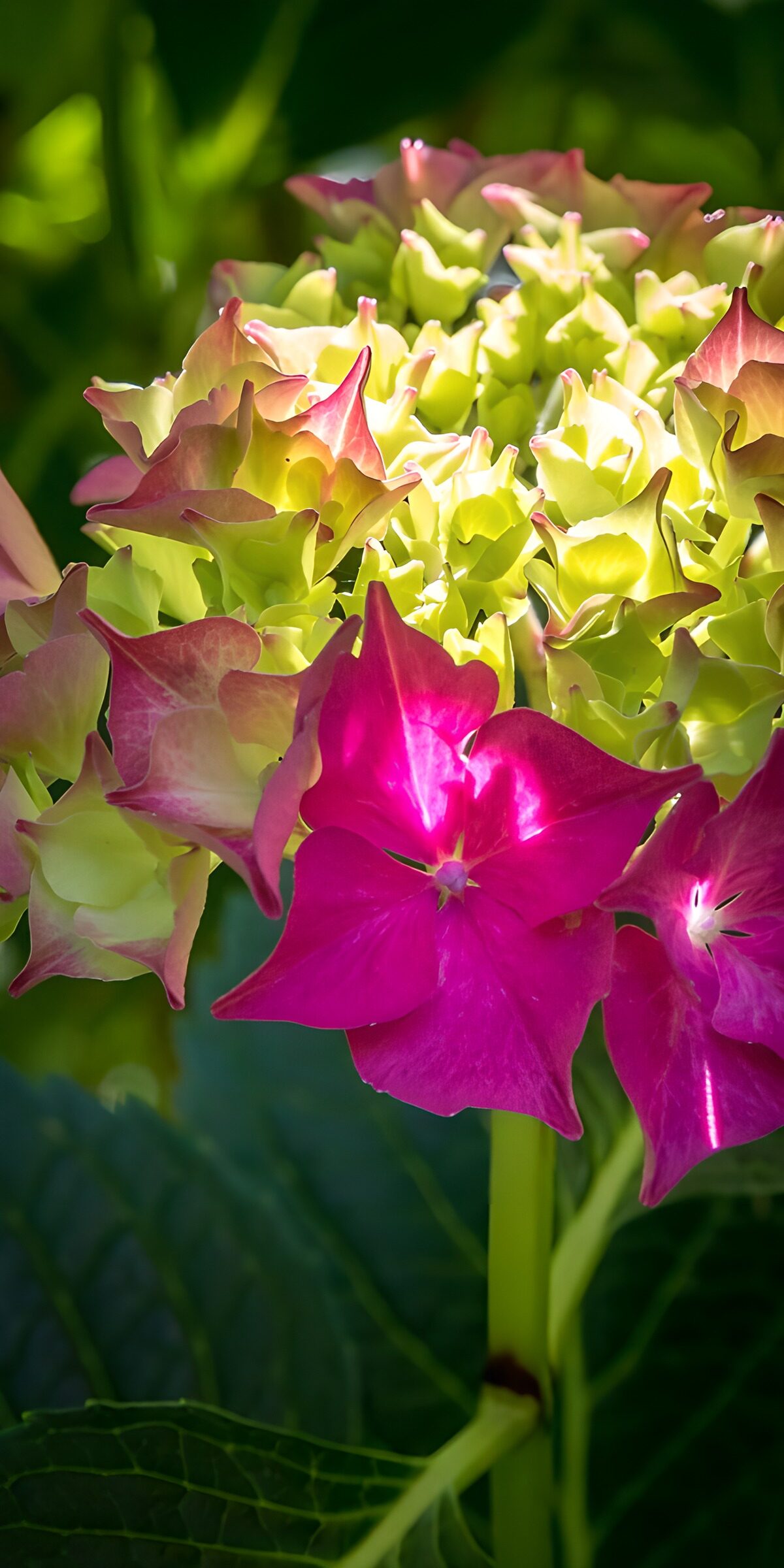 TPFR69892: Fleurs d'hydrangeas colorées