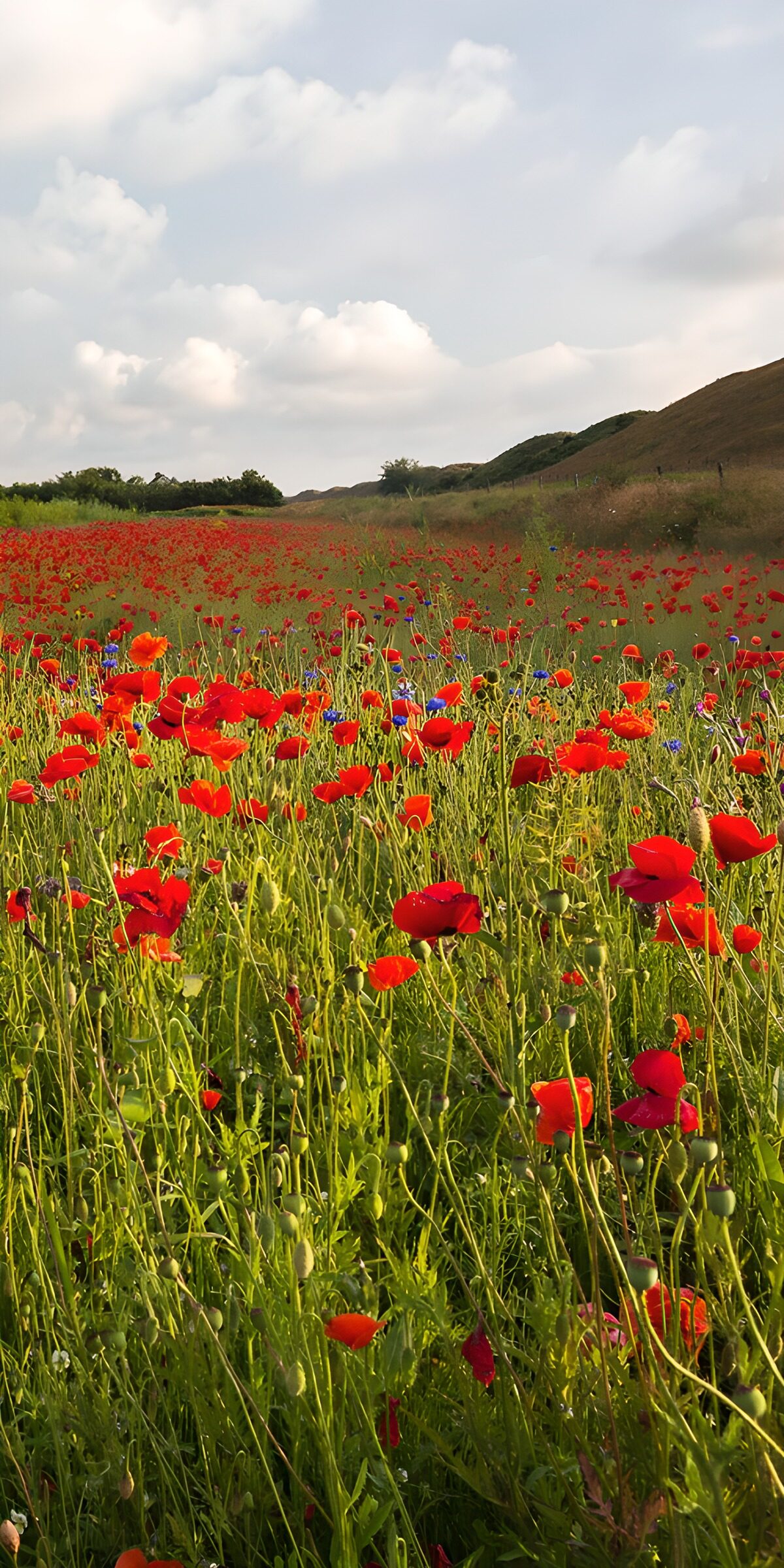 TPFR14826: Champ de coquelicots en pleine floraison