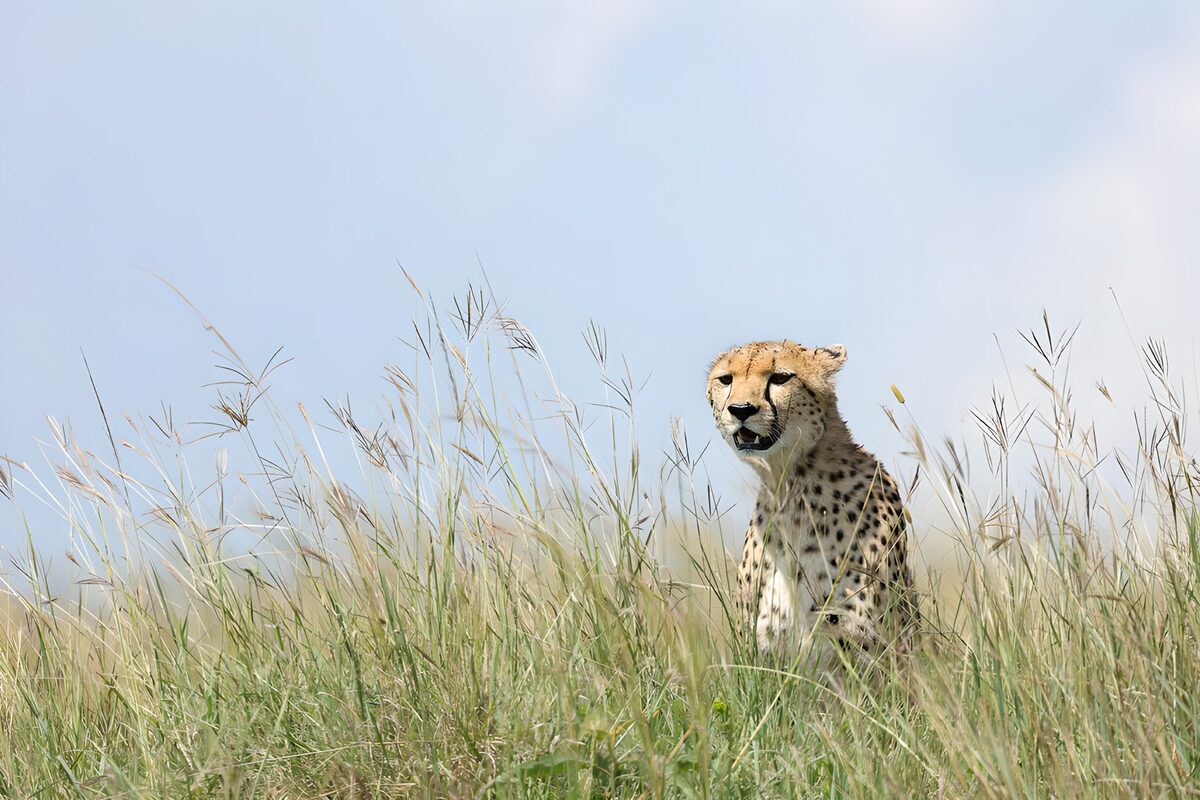 TPFR75790: Guépard dans l'herbe haute