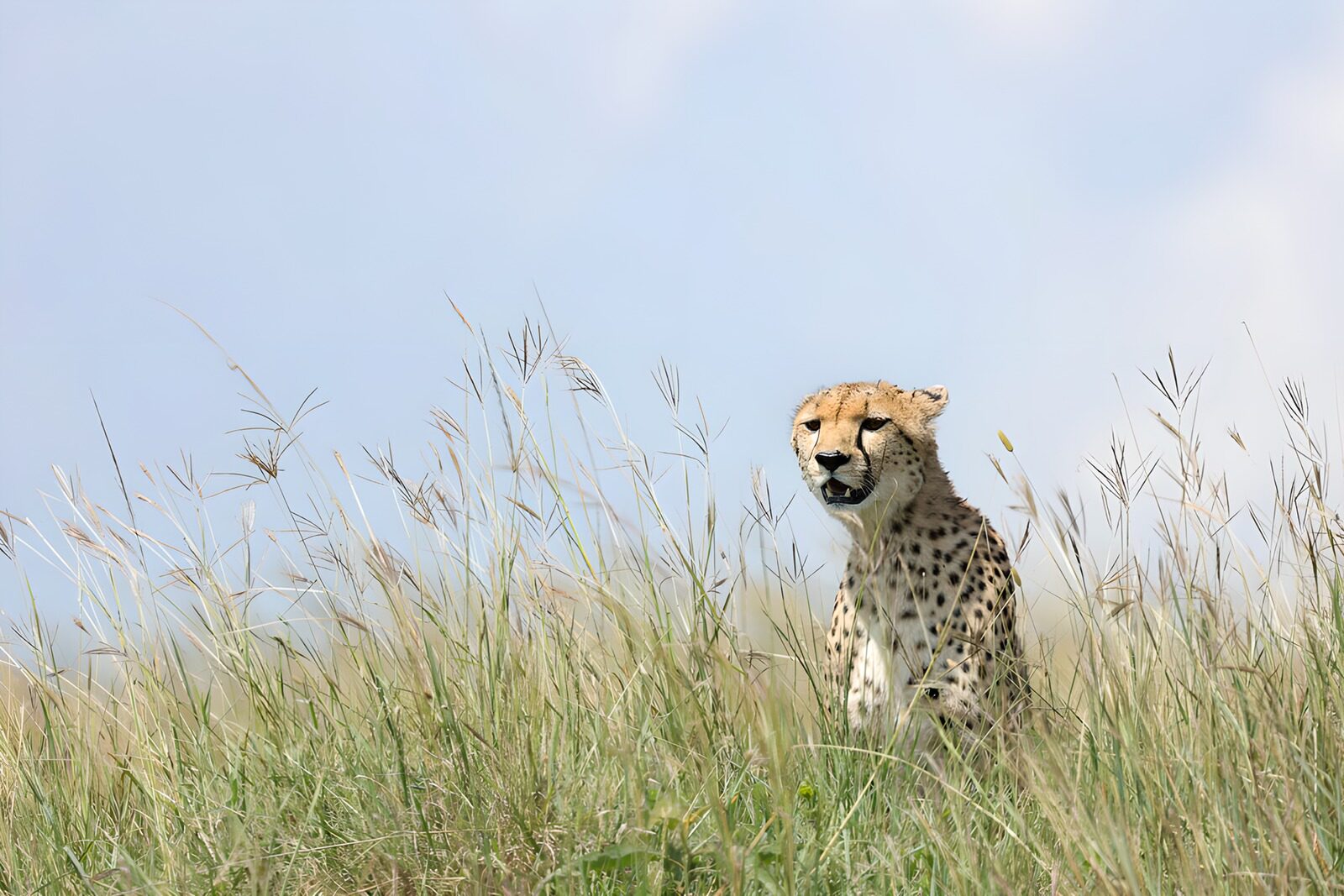 TPFR75790: Guépard dans l'herbe haute