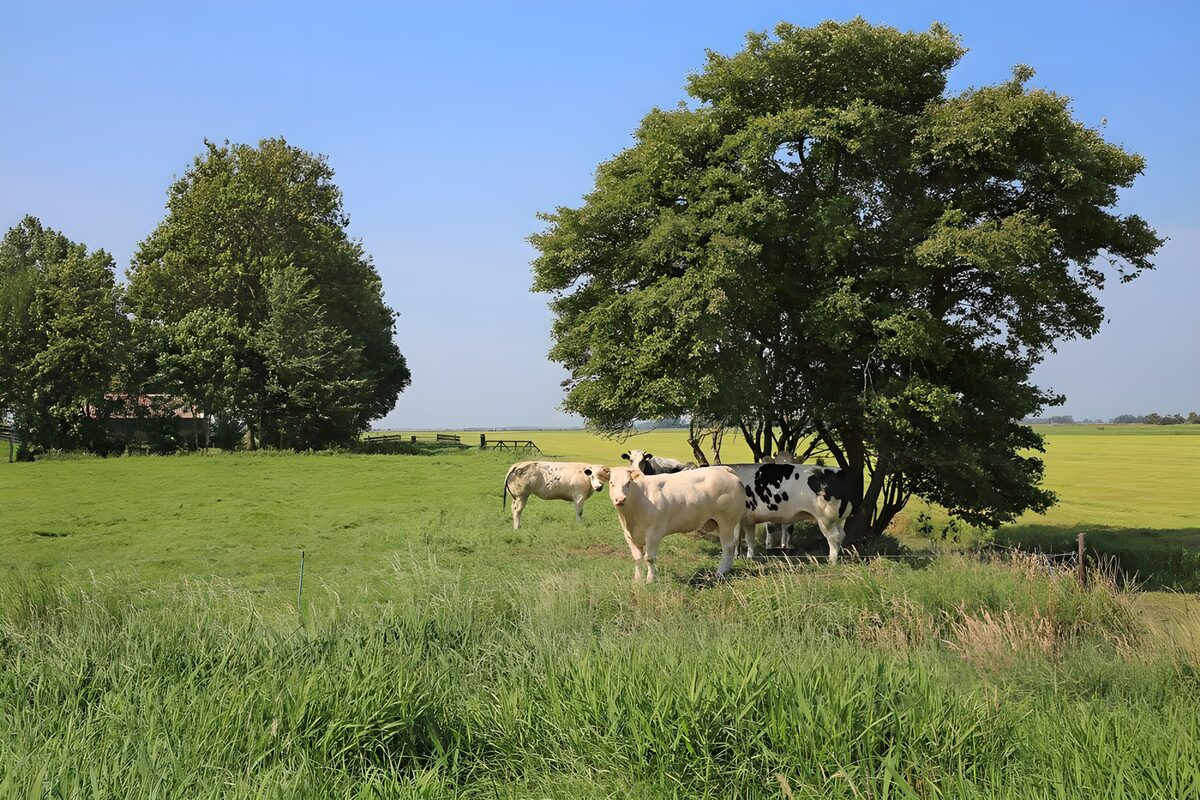 TPFR60673: Vaches paisibles sous un arbre