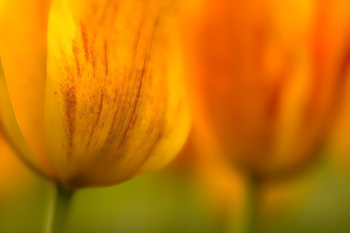 TPFR11337: Tulipes jaunes en douceur