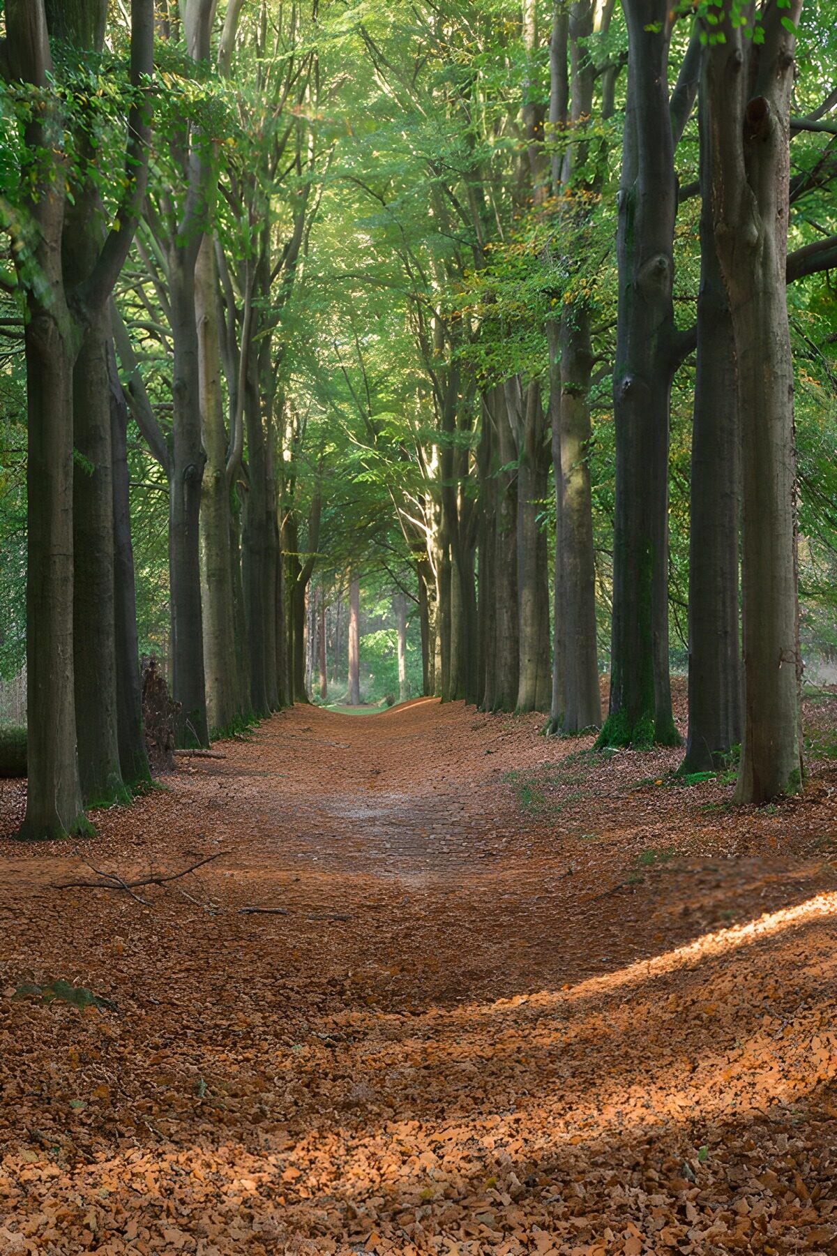 TPFR19525: Chemin paisible à travers la forêt
