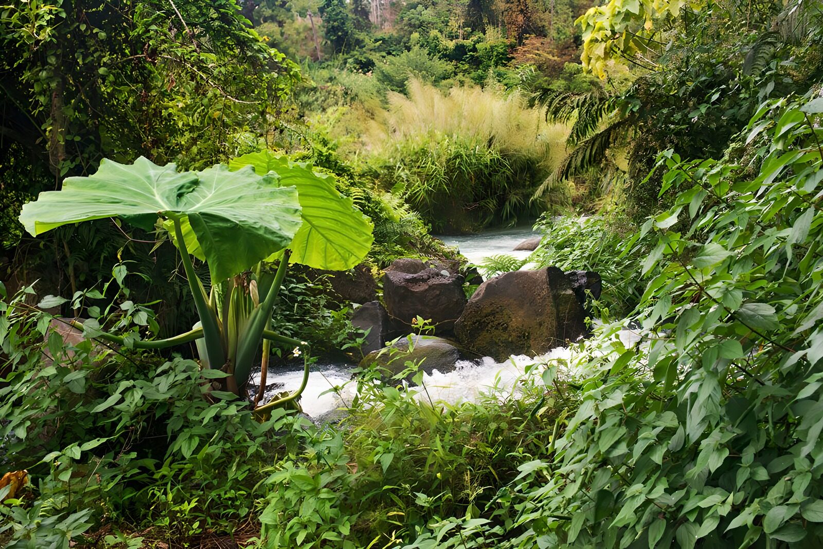 TPFR12514: Forêt luxuriante près d'un ruisseau