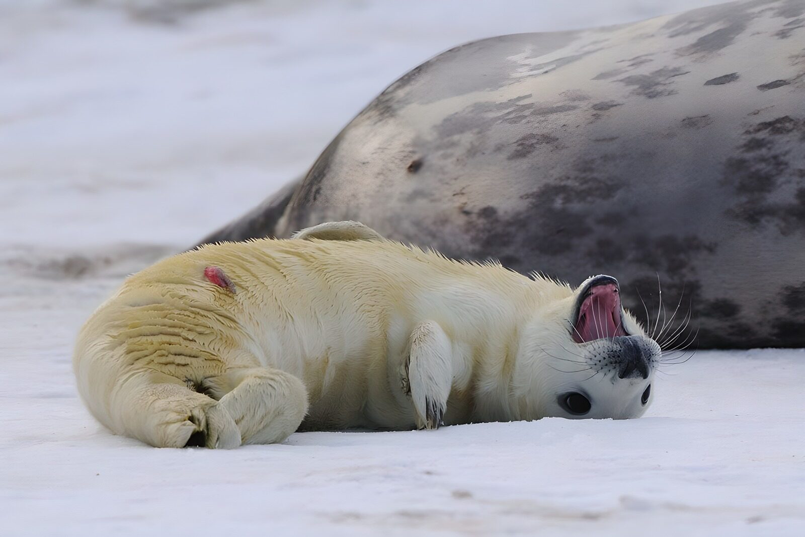 TPFR74092: Phoque jouant sur la glace
