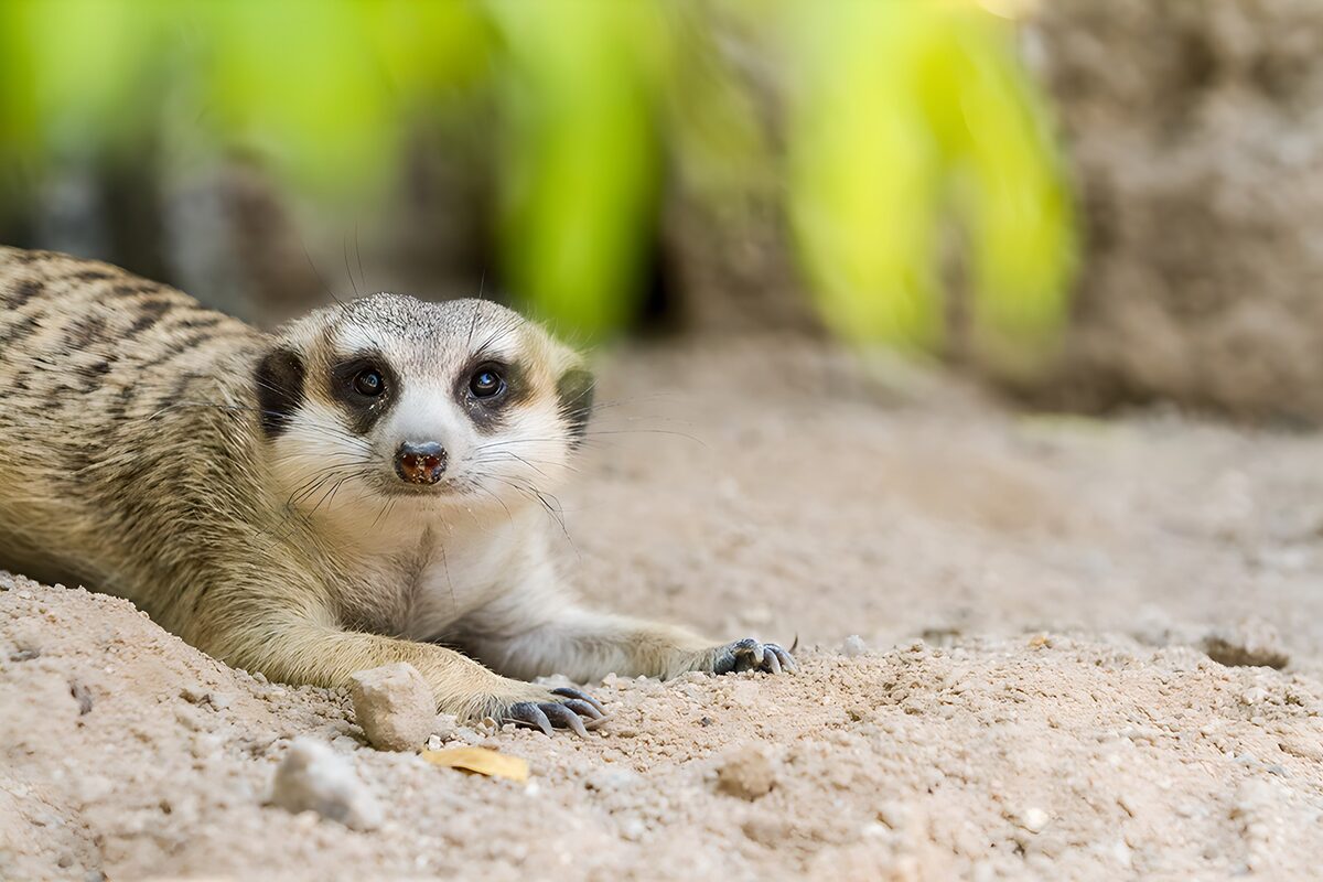 TPFR78774: Suricate curieux au repos