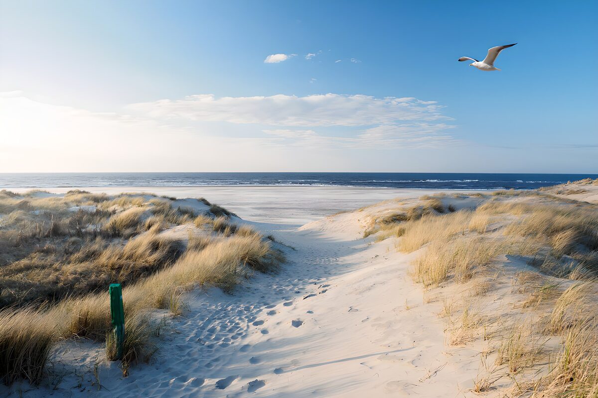 TPFR58341: Plage paisible et dunes dorées