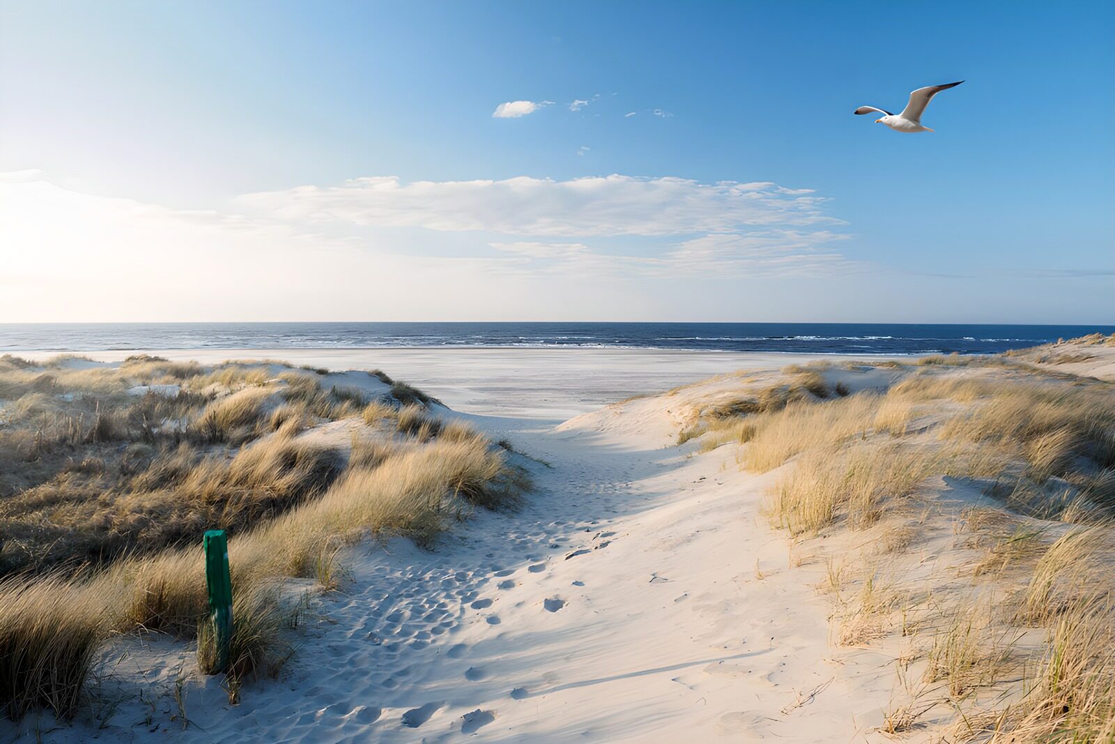 TPFR58341: Plage paisible et dunes dorées