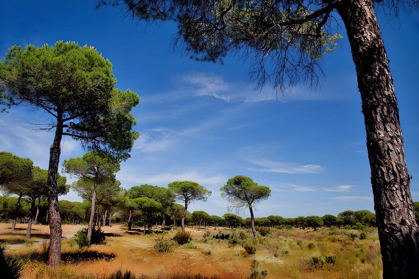 TPFR49550: Forêt méditerranéenne sous un ciel bleu