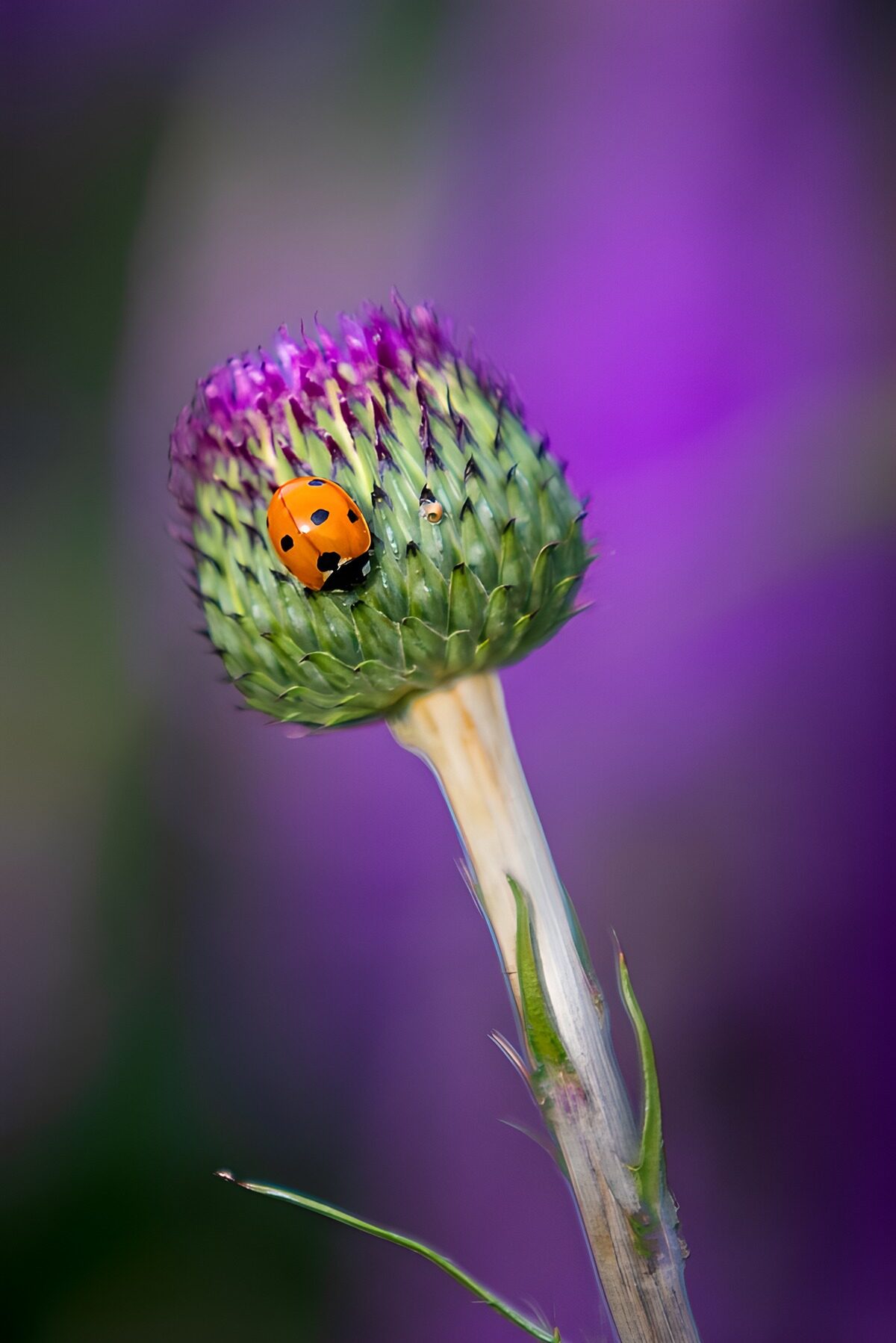 TPFR70999: Coccinelle sur bouton de fleur