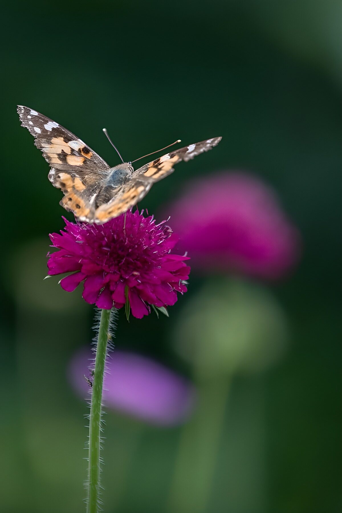 TPFR59257: Papillon sur une fleur colorée