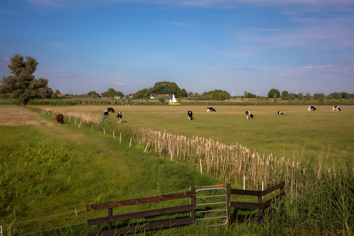 TPFR80427: Paysage pastoral avec des vaches