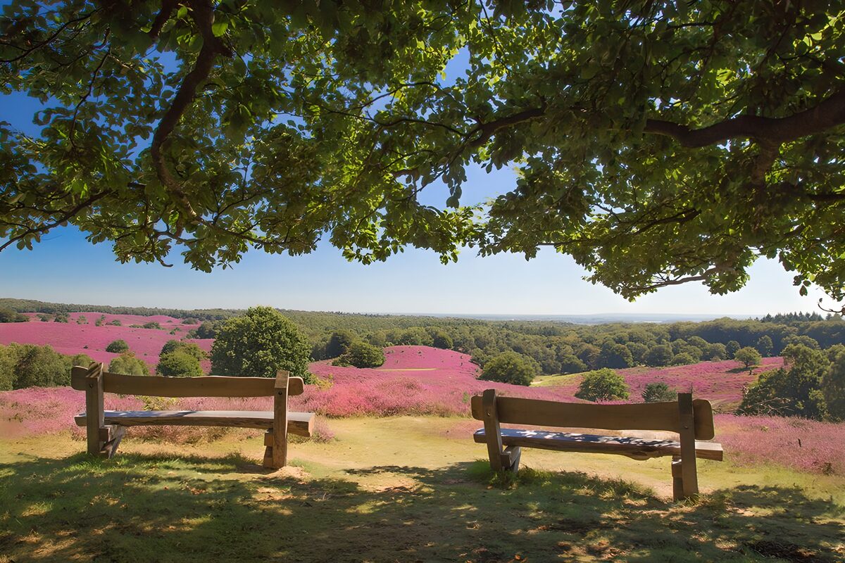 Vue paisible sur un paysage floral