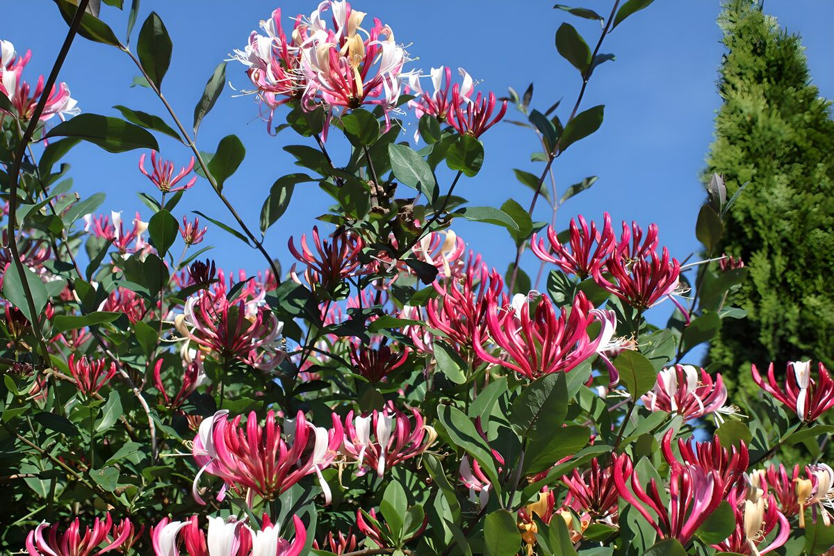 Fleurs de l'honneur en plein soleil
