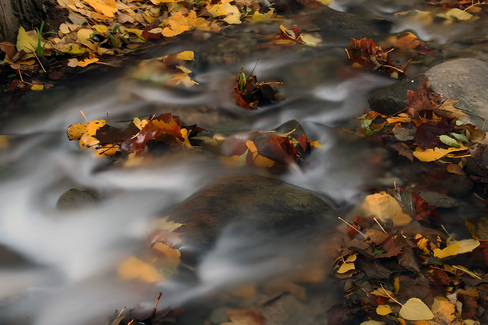 TPFR30064: Ruisseau en automne