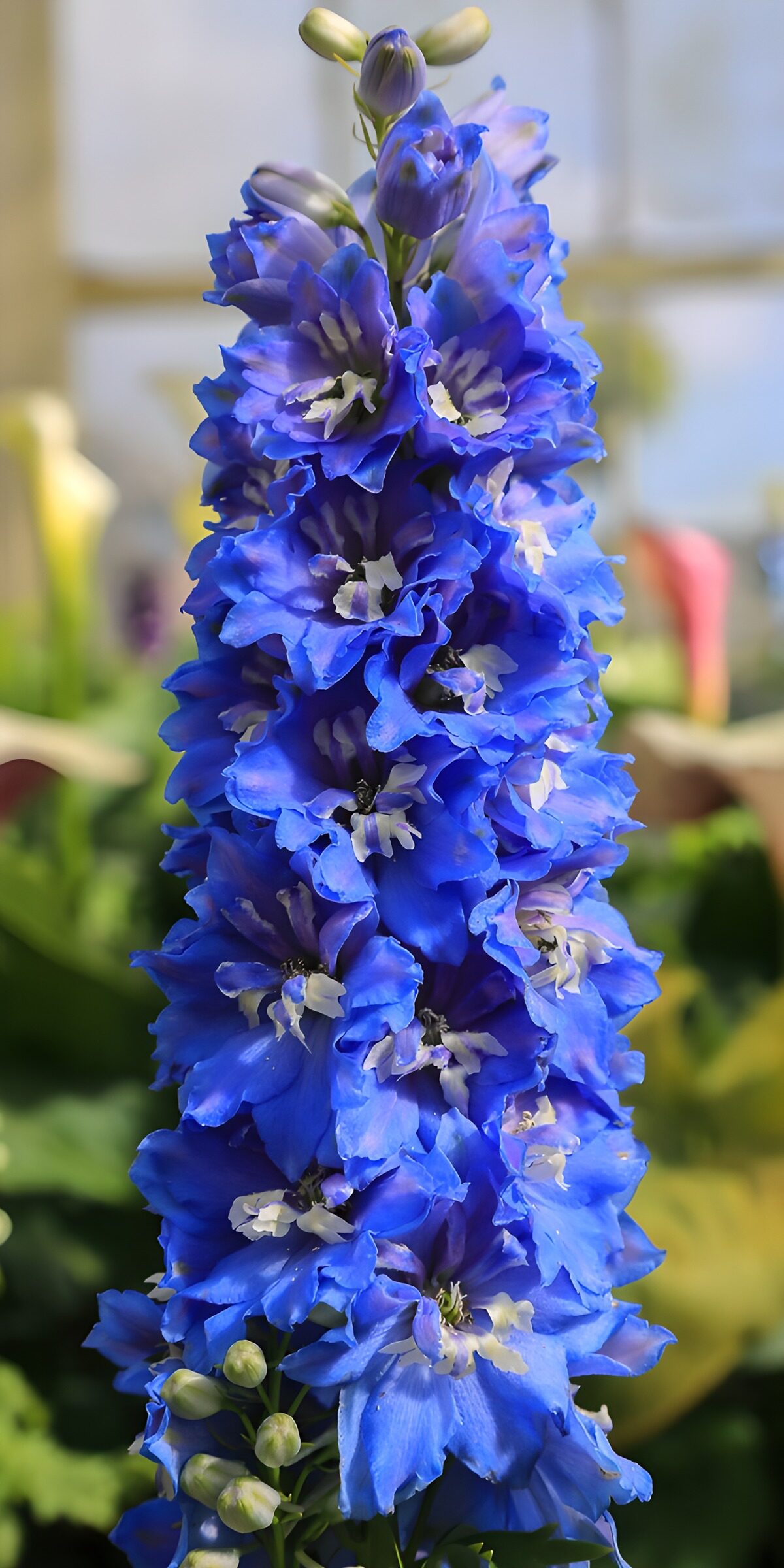 TPFR19962: Fleurs de Delphinium Éblouissantes
