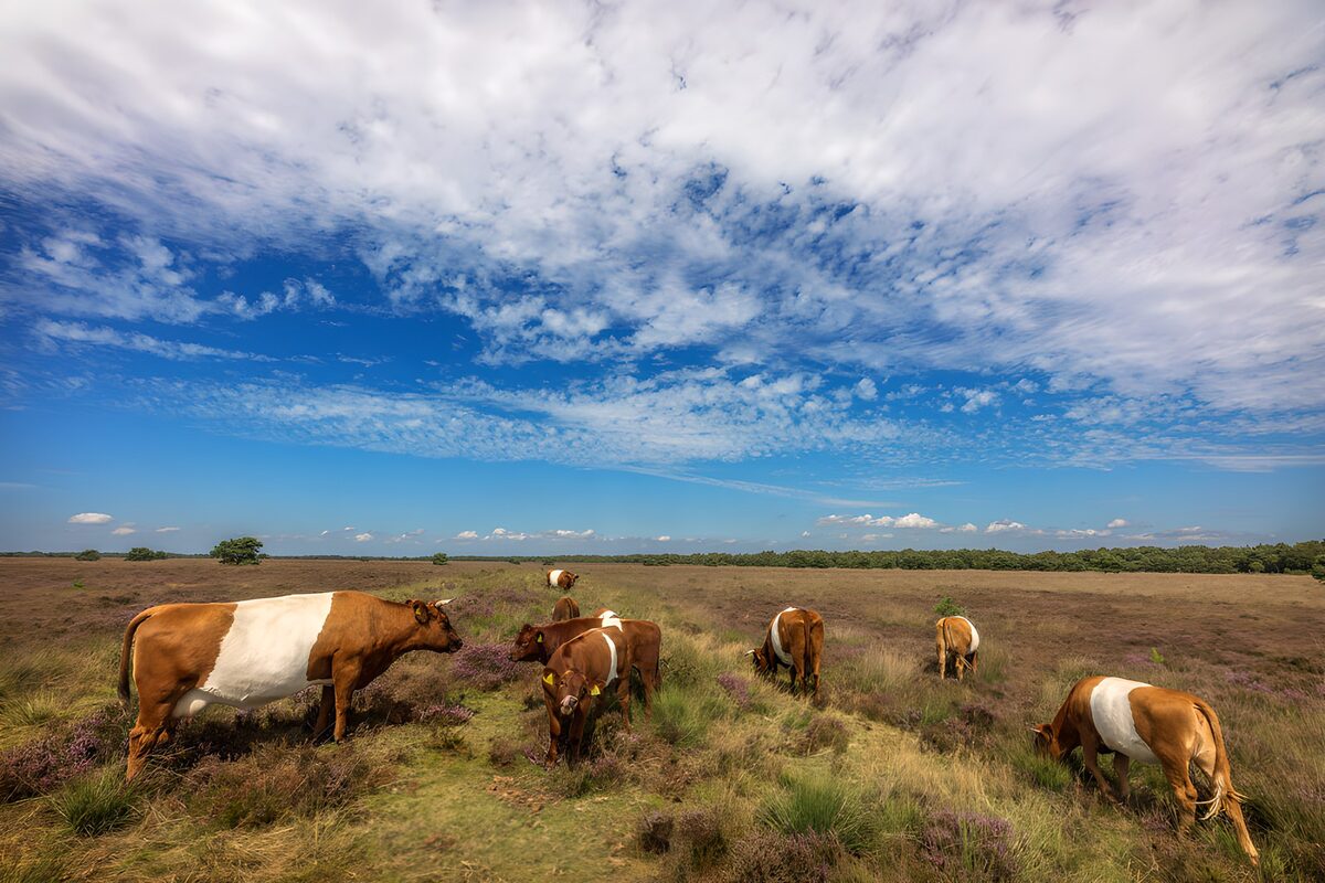 TPFR58687: Vaches paisibles dans la prairie fleurie