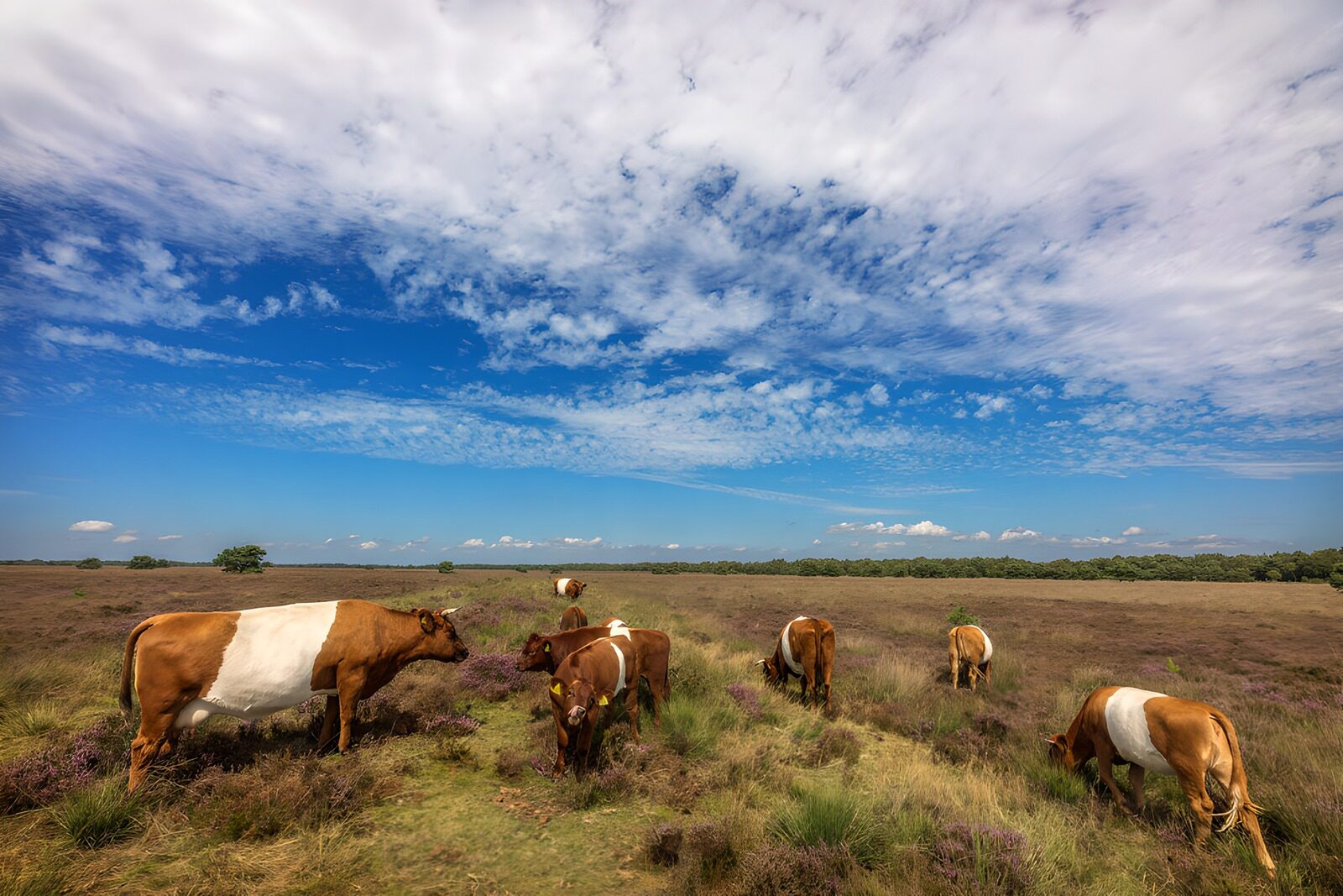 TPFR58687: Vaches paisibles dans la prairie fleurie
