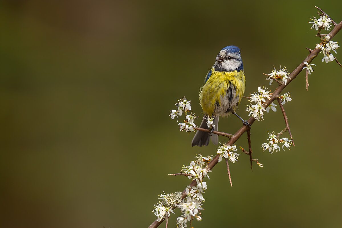 TPFR39162: Mésange bleue perchée sur une branche