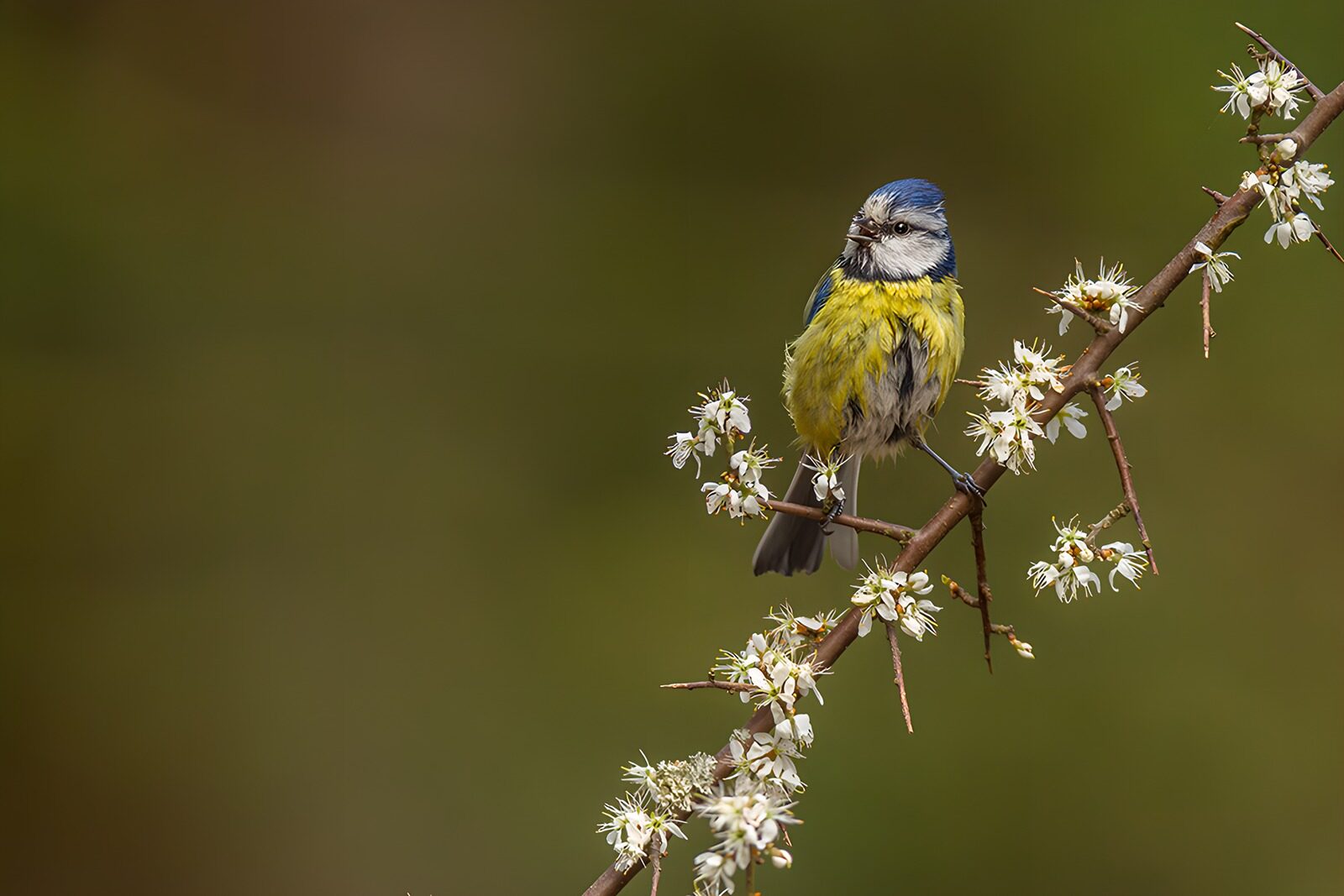 TPFR39162: Mésange bleue perchée sur une branche