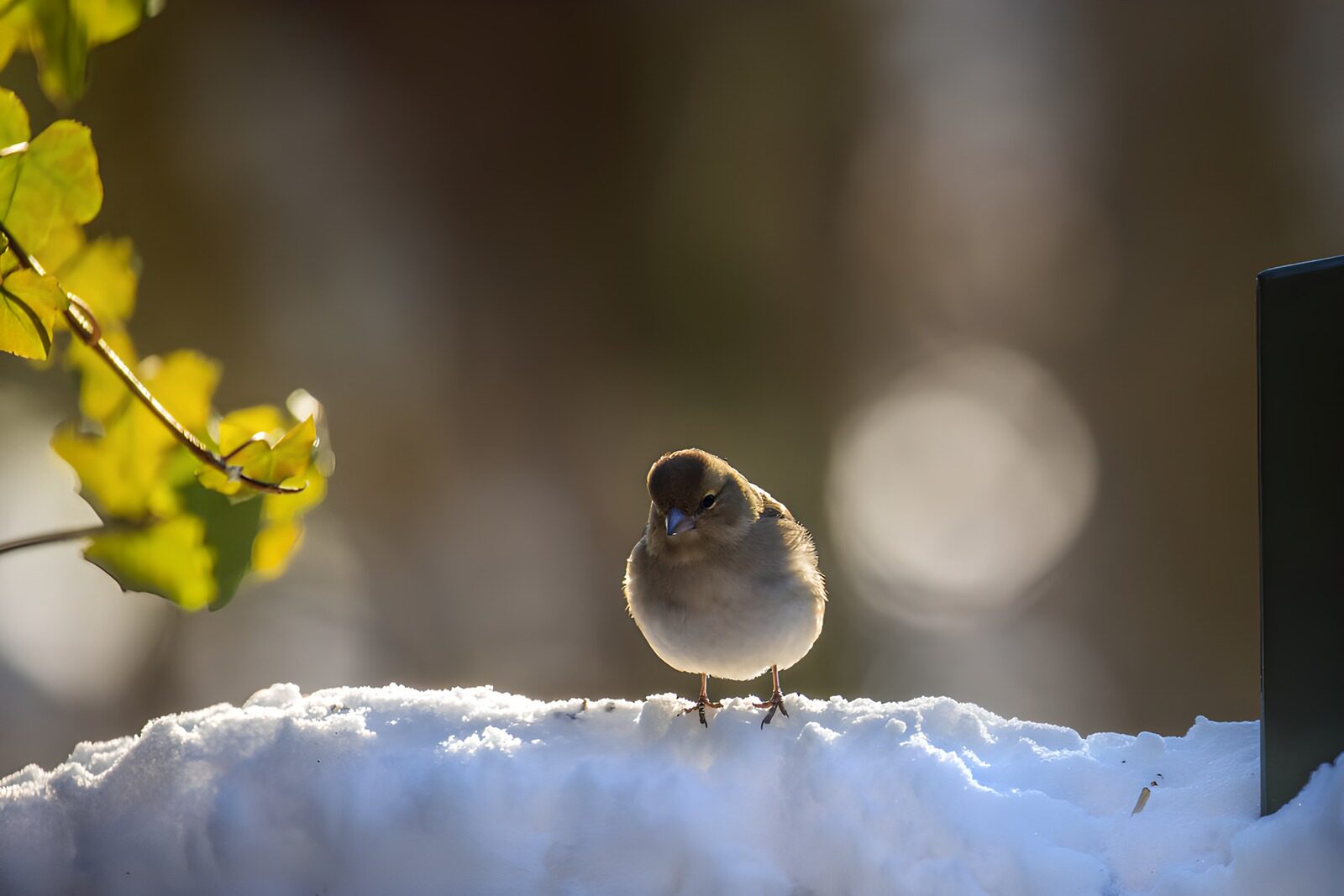 TPFR60261: Oiseau sur la neige en hiver