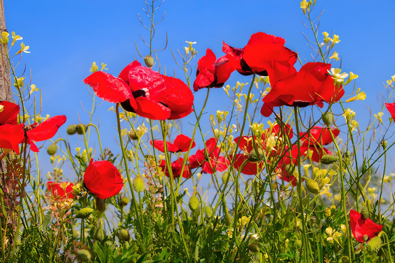 TPFR39639: : Champs de coquelicots en été