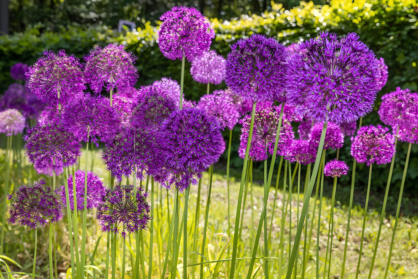 TPFR62604: Fleurs violettes éclatantes en plein air