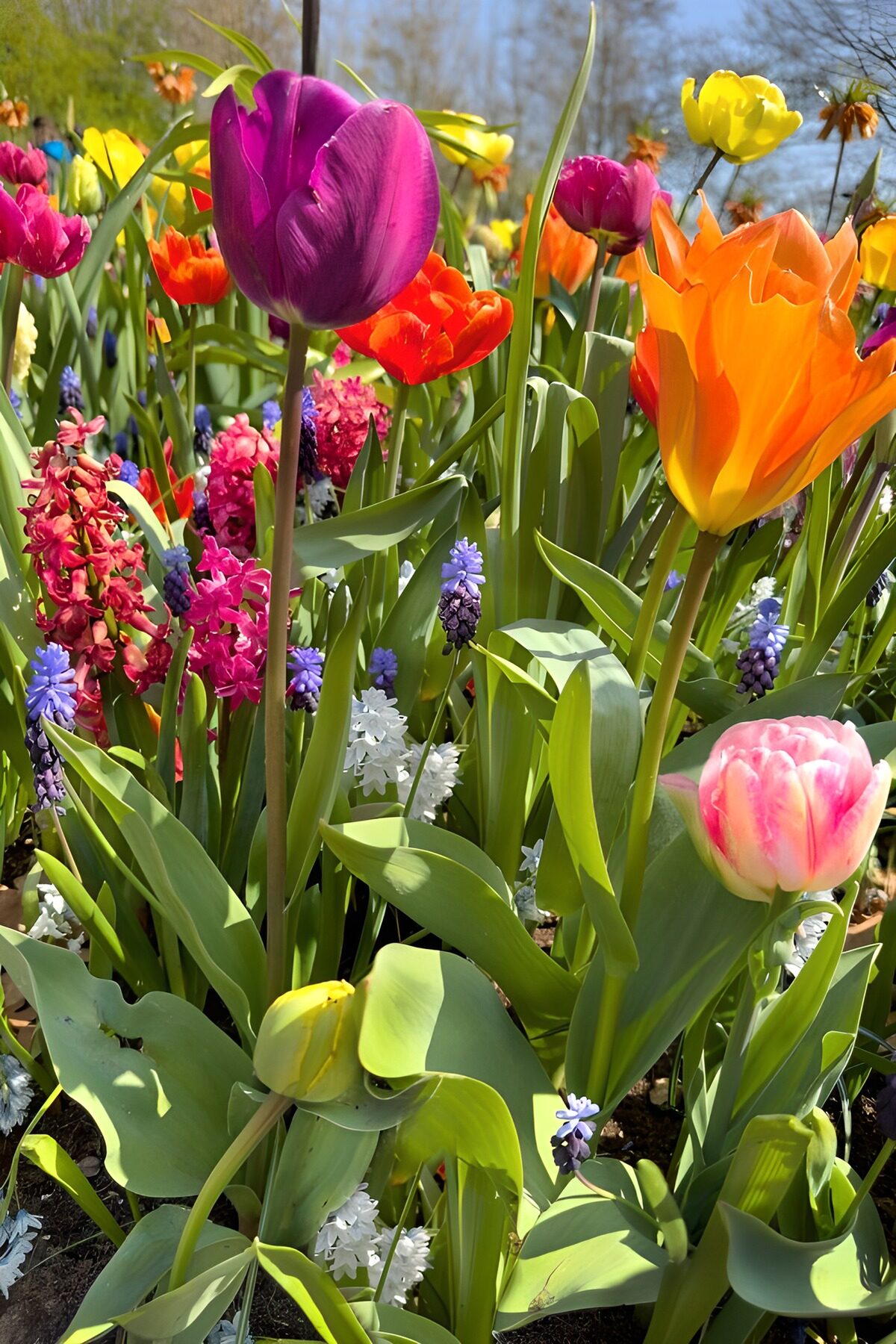 TPFR77612: Jardin de tulipes éclatantes