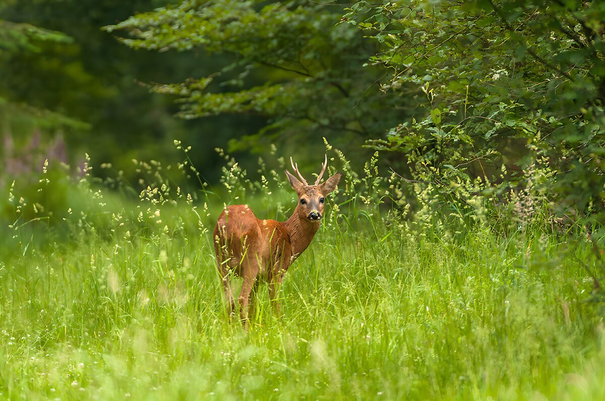 TPFR30452: Chevreuil dans la verdure luxuriante