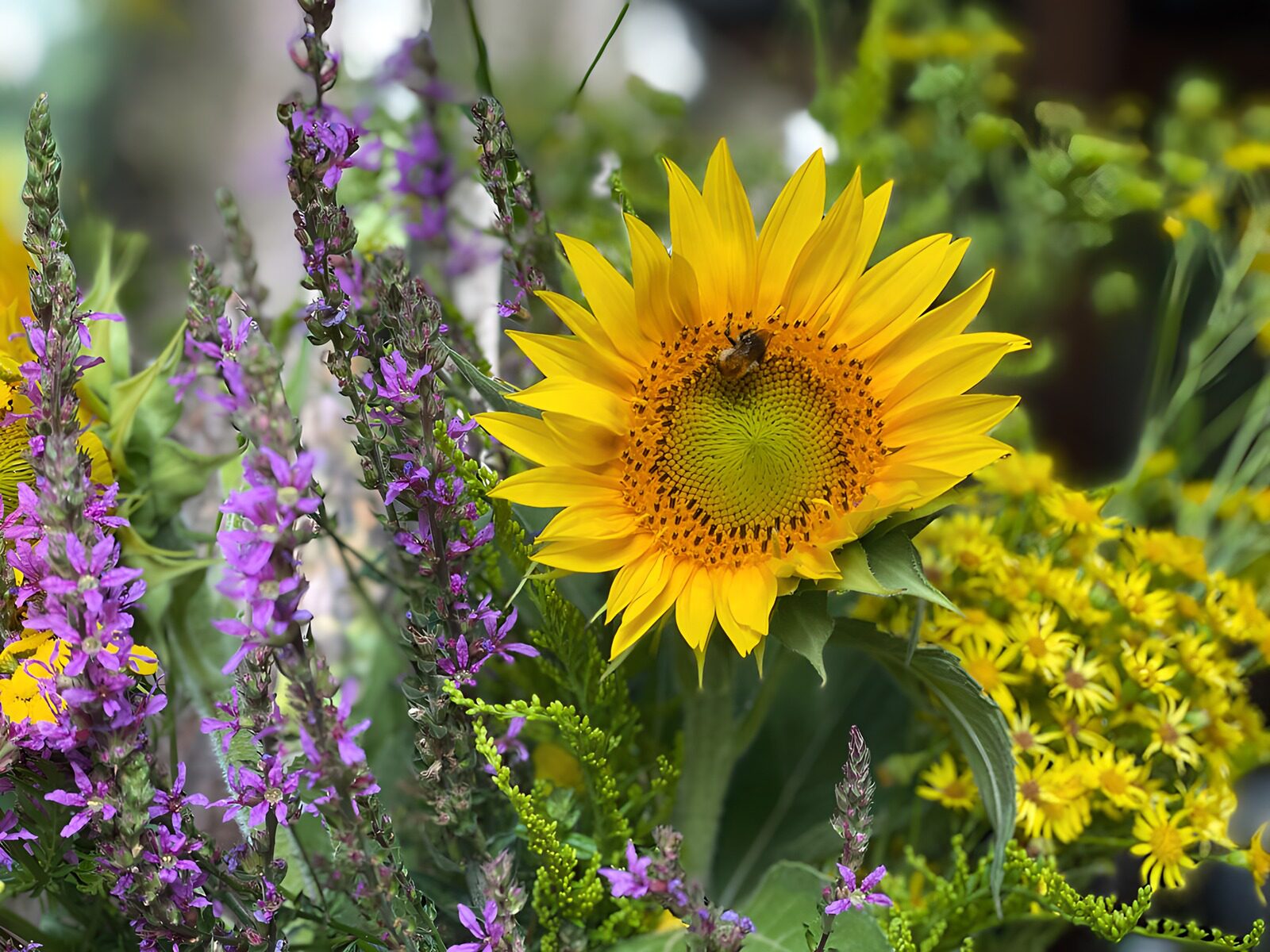 TPFR64876: Tournesol et abeille au jardin