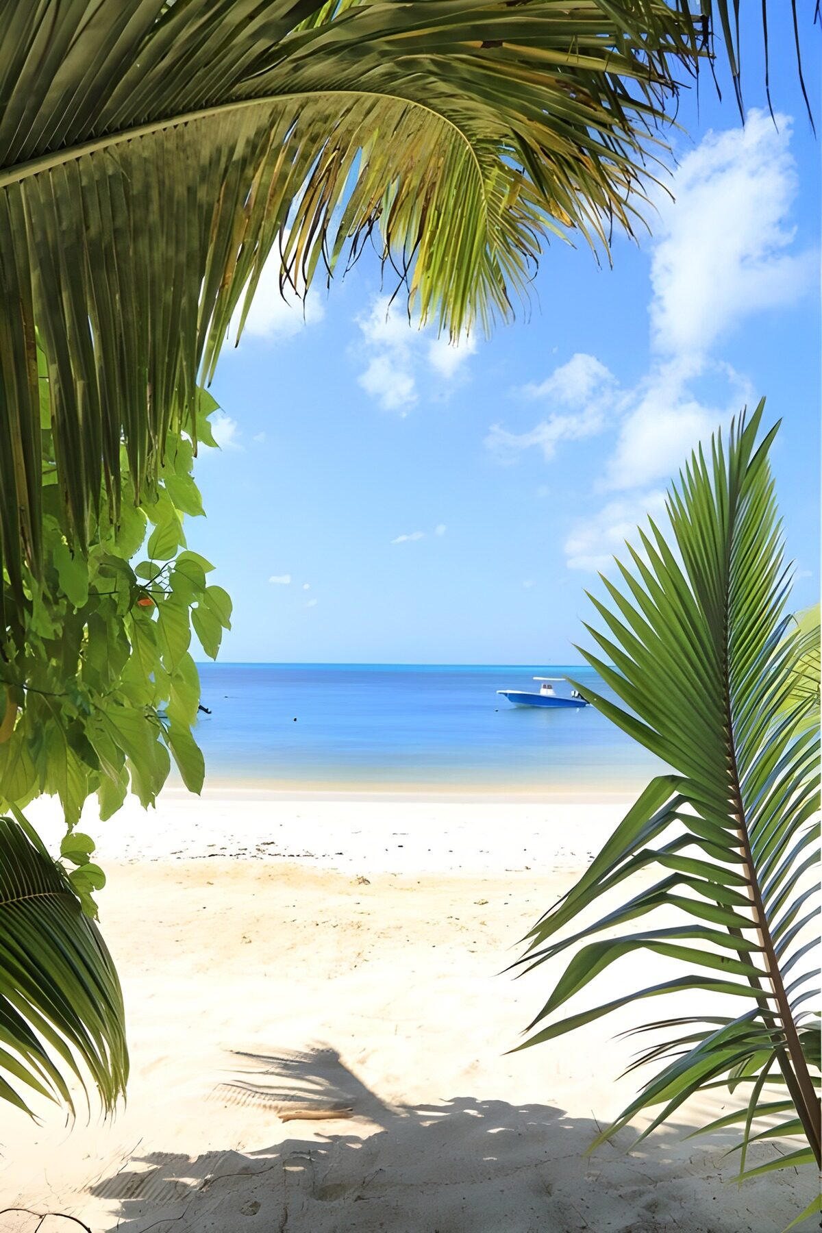 TPFR31593: Vue paradisiaque sur la plage tranquille