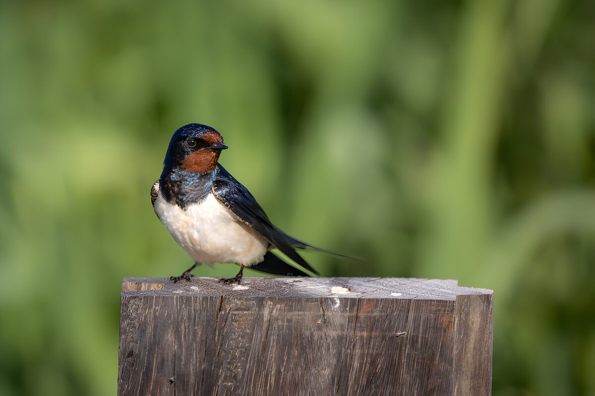 Hirondelle rustique posée sur un poteau
