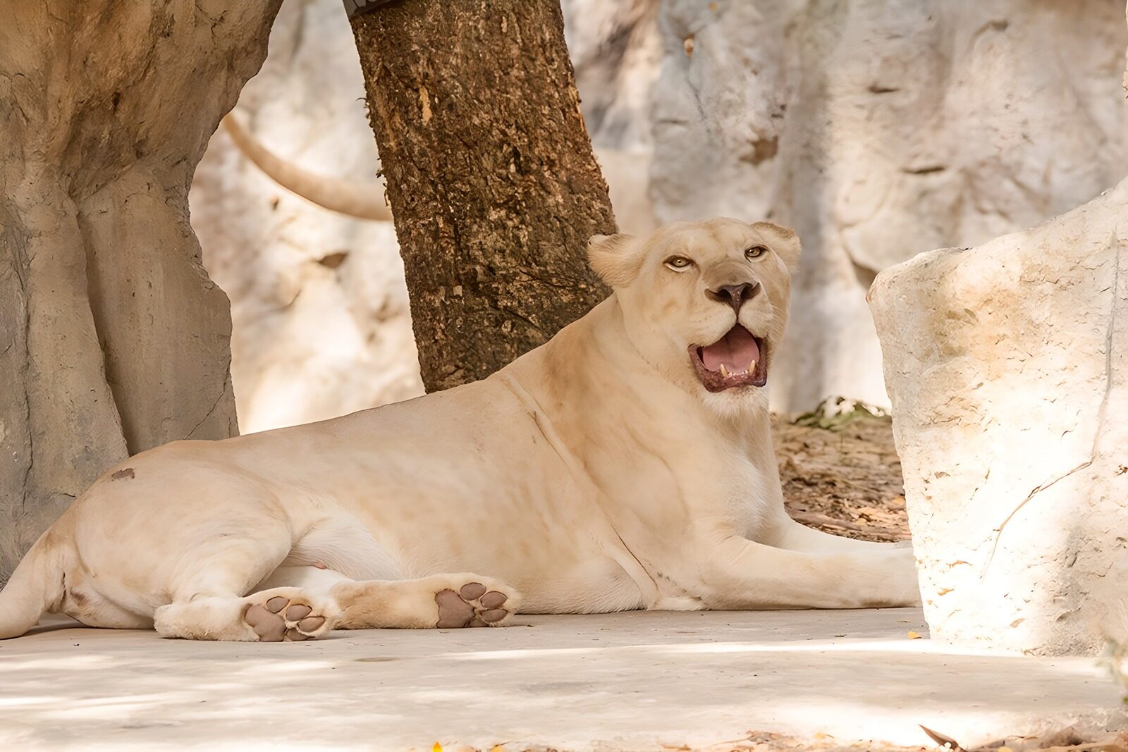 TPFR15629: Lionne au repos sous un arbre