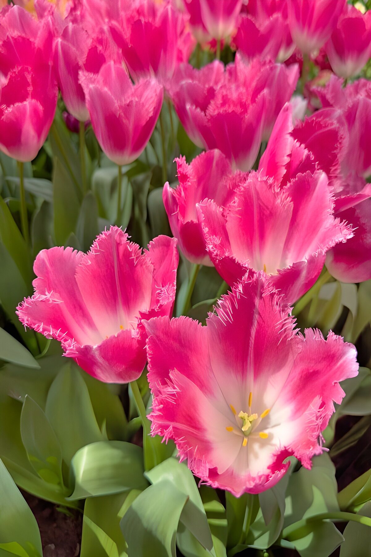 TPFR46685: Tulipes roses éclatantes