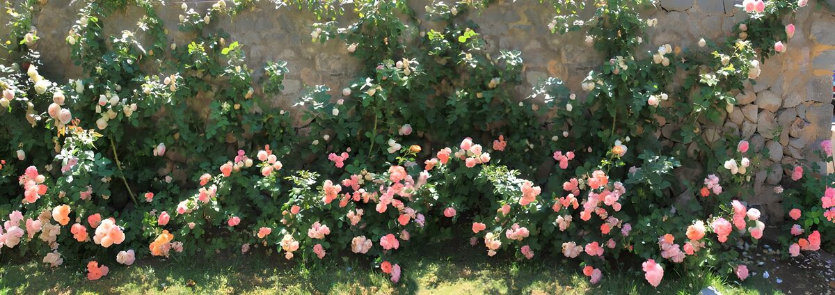 TPFR99862: Roseraie en fleurs éclatantes