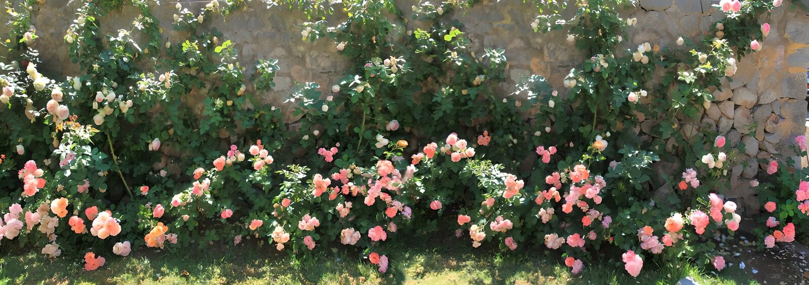 TPFR99862: Roseraie en fleurs éclatantes