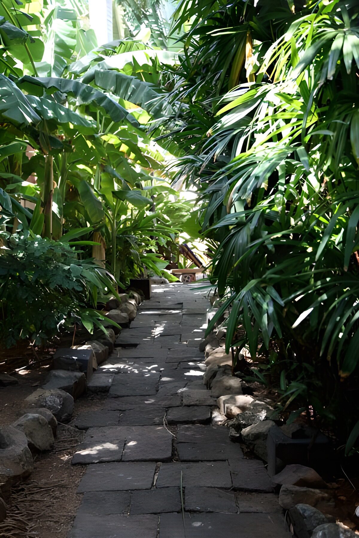 TPFR25315: Sentier créé à travers la végétation luxuriante