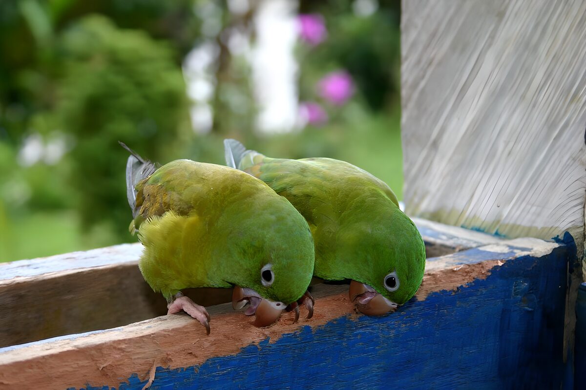 TPFR72299: Deux perroquets sur une barrière