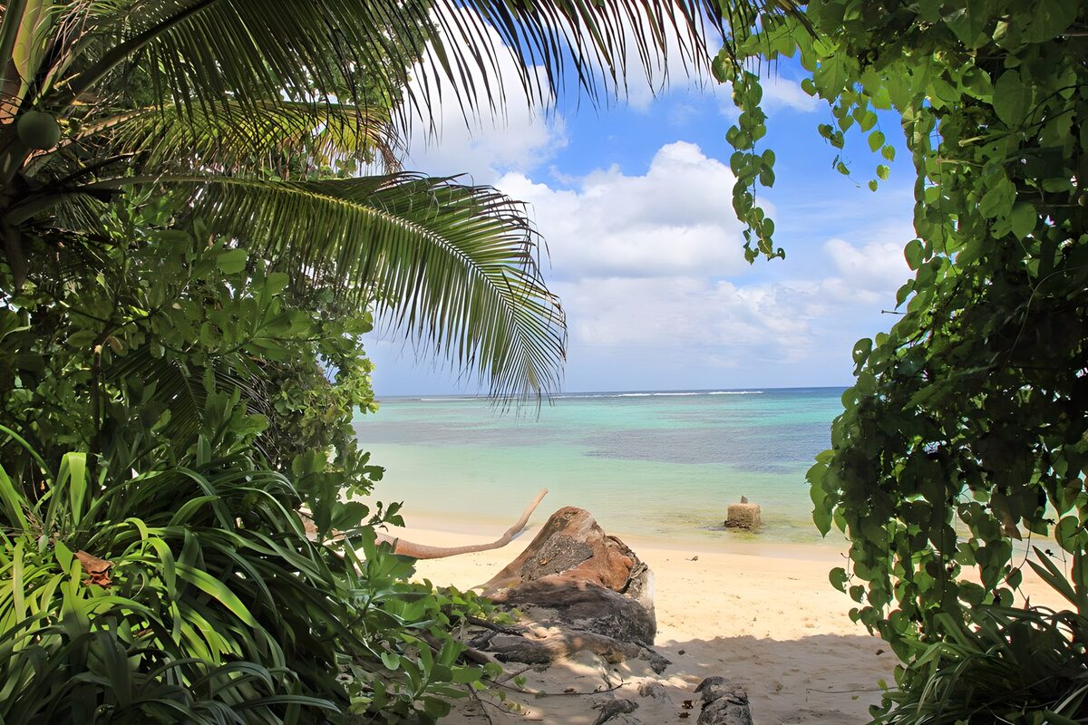 Plage tranquille entourée de verdure