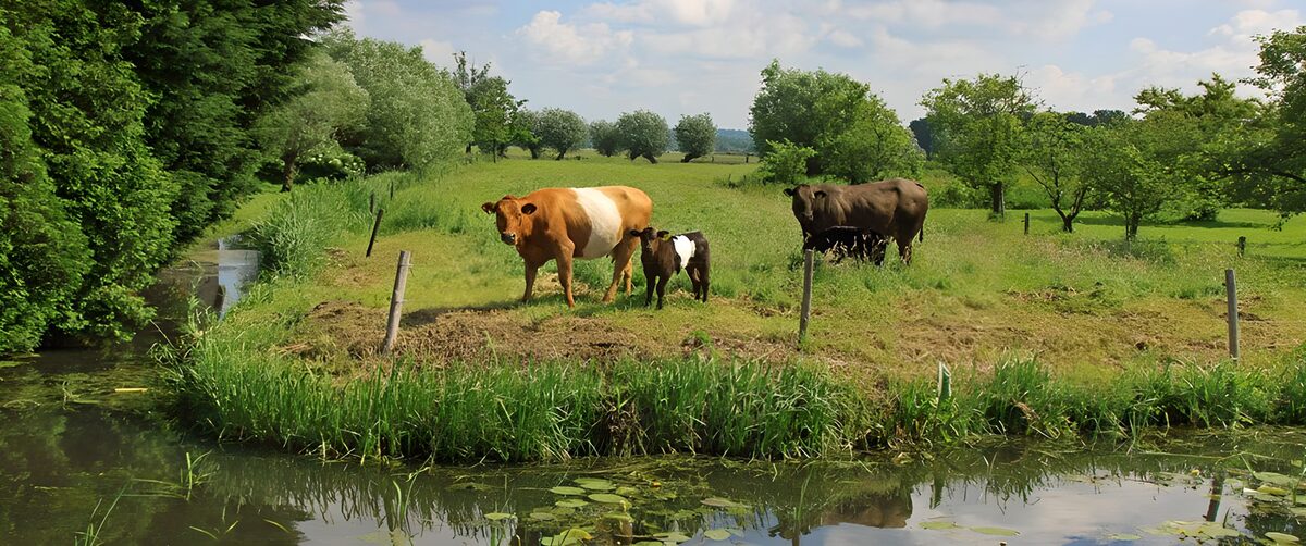 TPFR81526: Vaches paisant au bord de l'eau