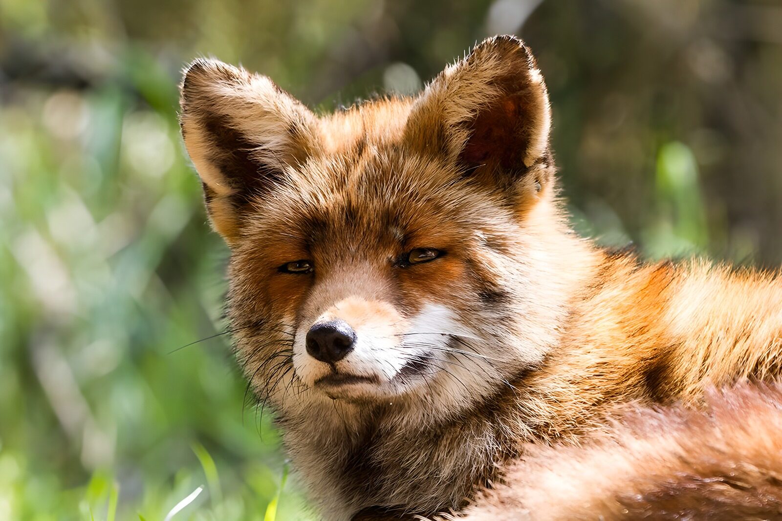 TPFR74780: Renard curieux au soleil