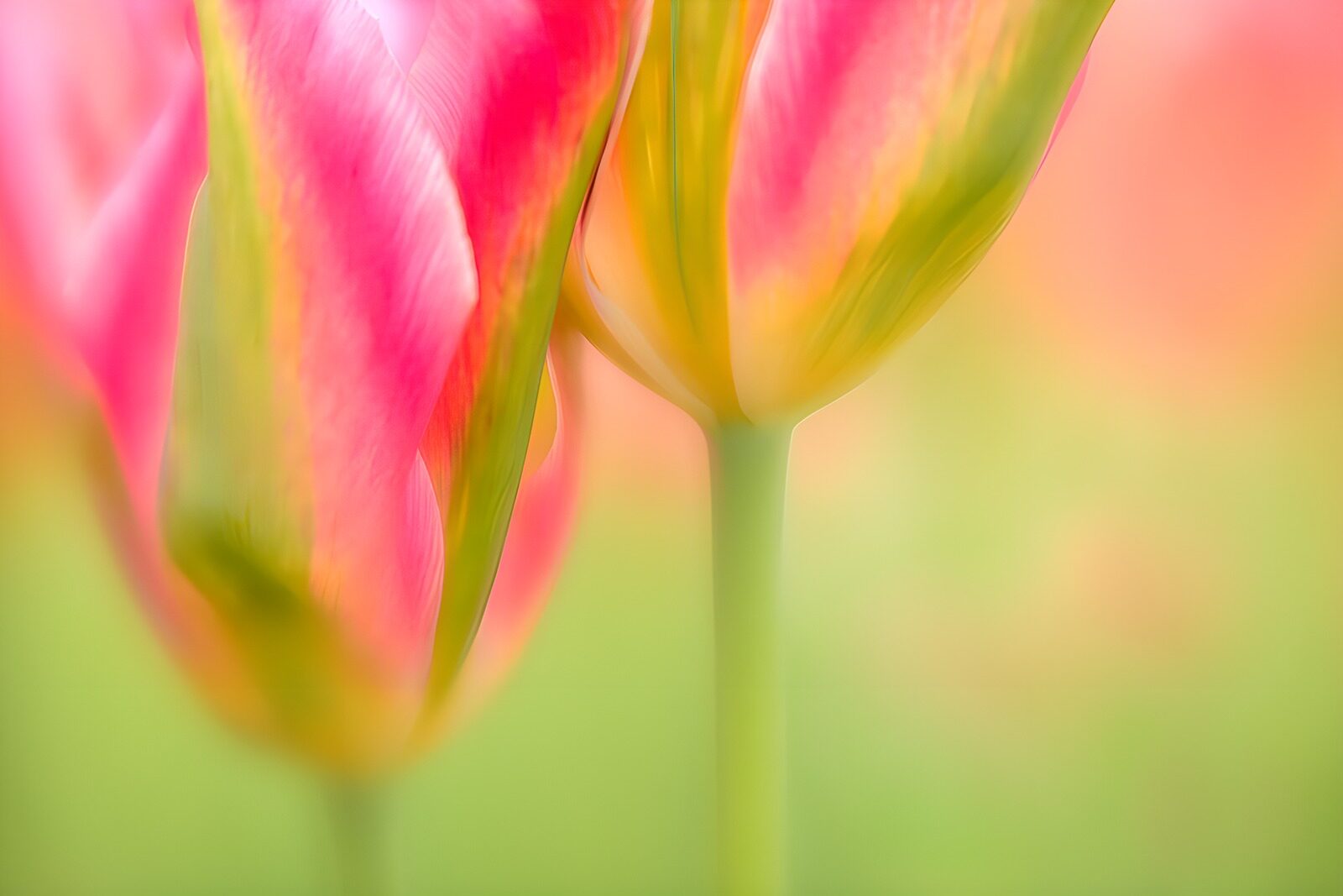 TPFR32750: Tulipes roses en douceur