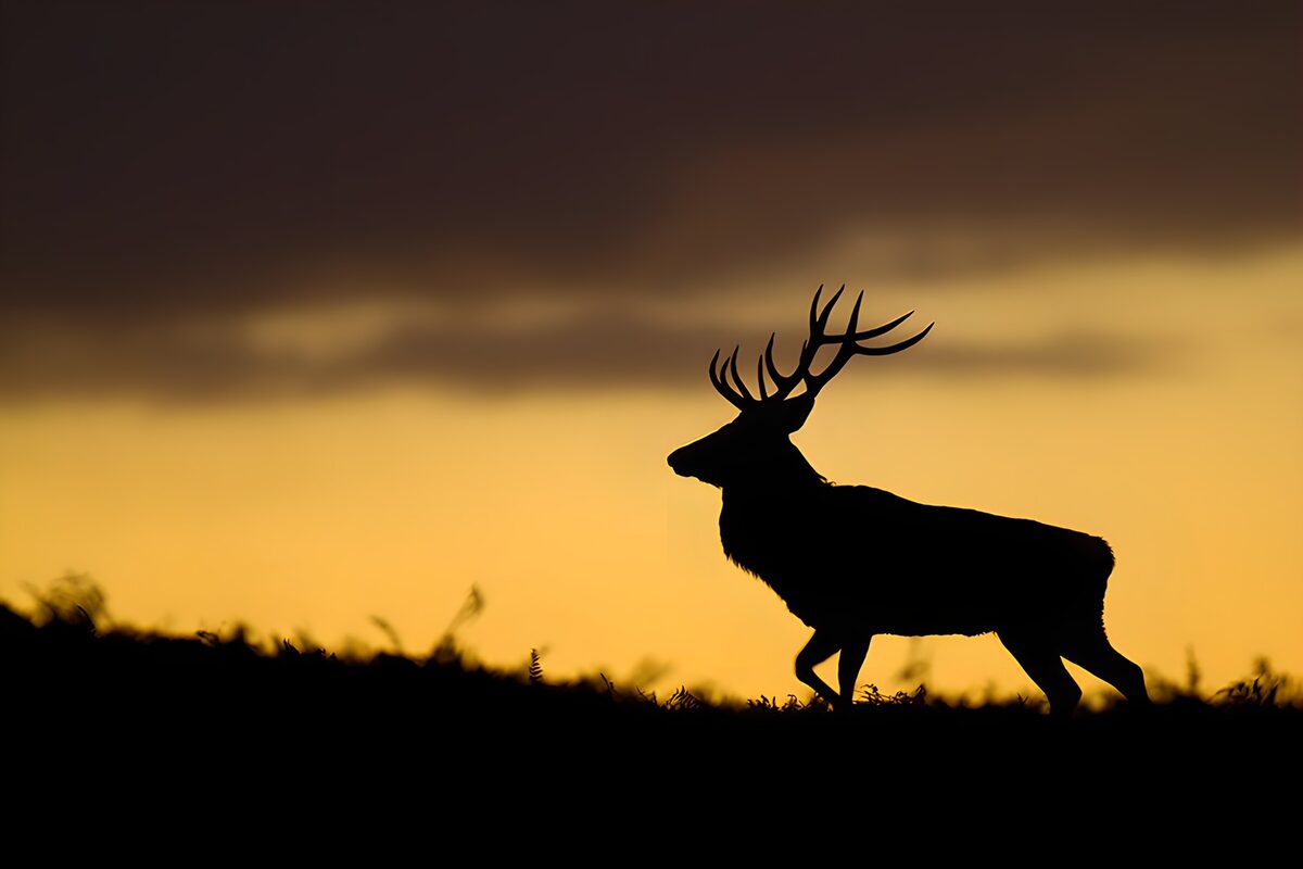 Cerf majestueux au coucher de soleil