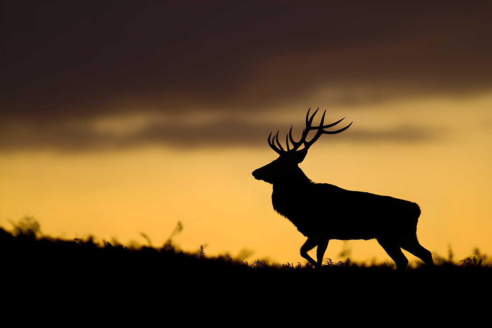 TPFR97930: Cerf majestueux au coucher de soleil