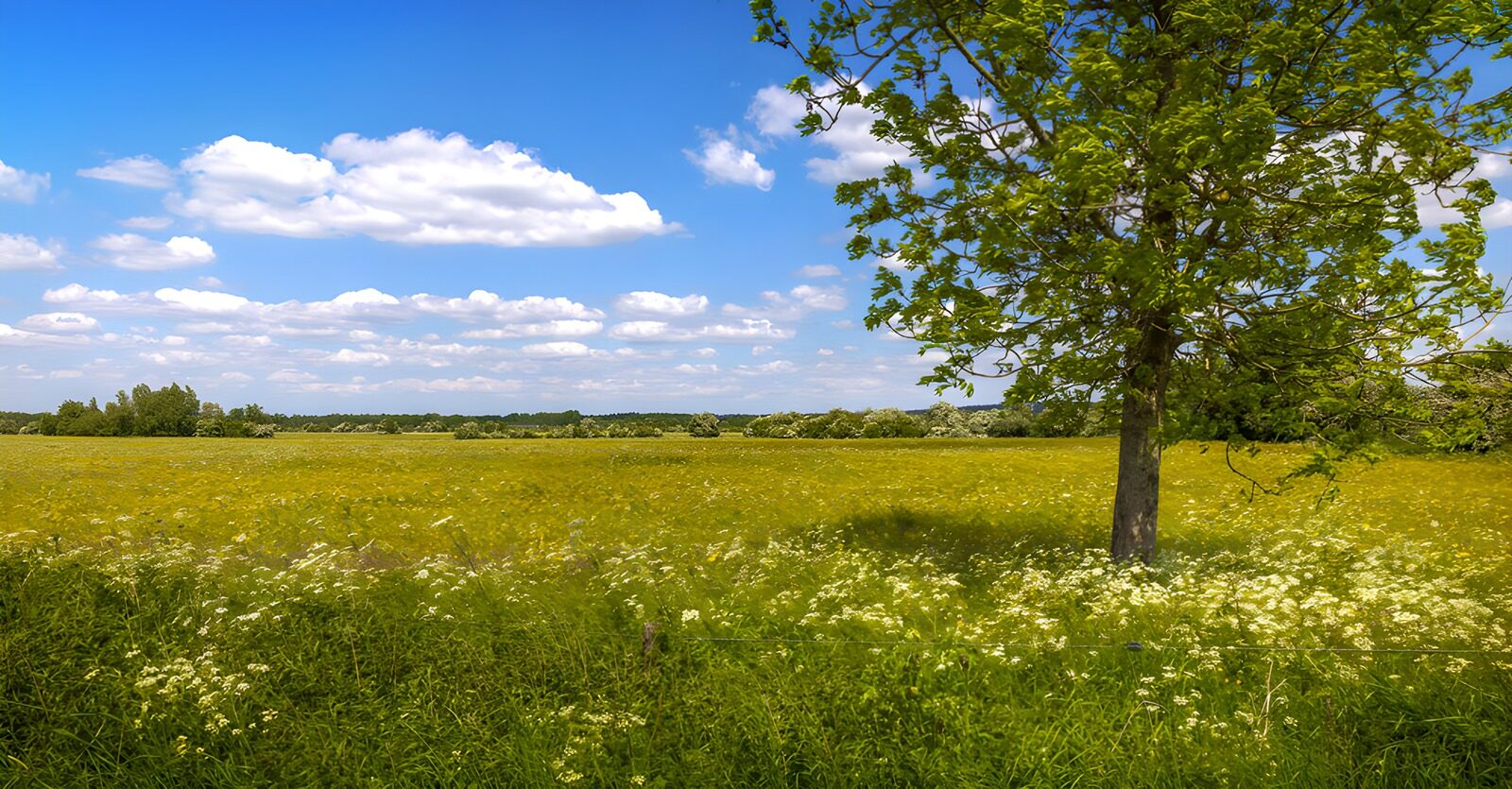 TPFR29661: Champ de fleurs sous le ciel bleu