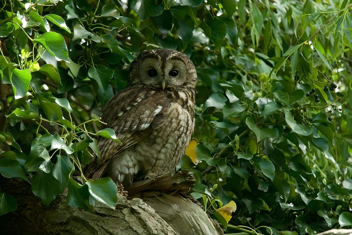 TPFR95272: Chouette dans son habitat naturel