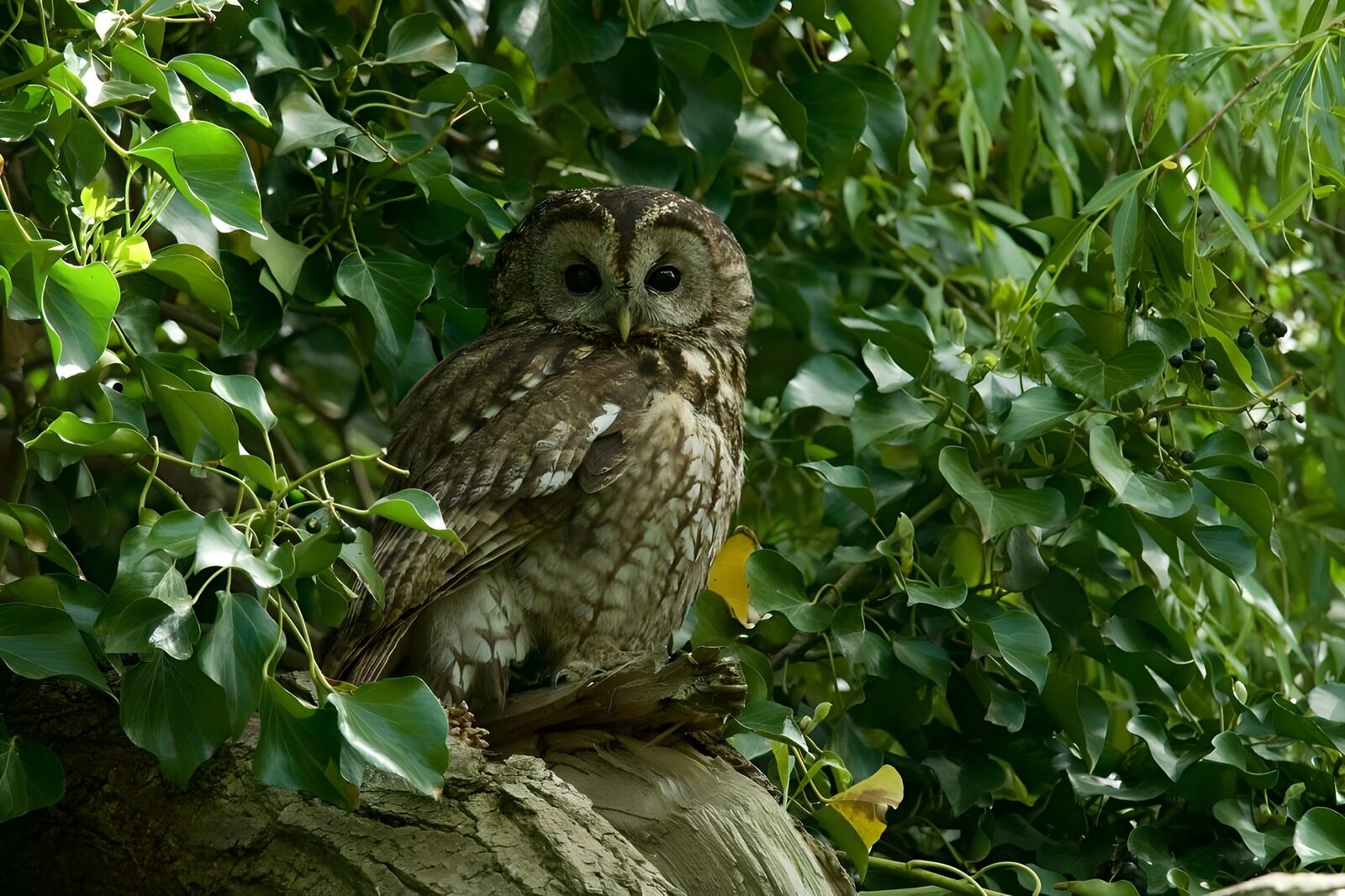 TPFR95272: Chouette dans son habitat naturel